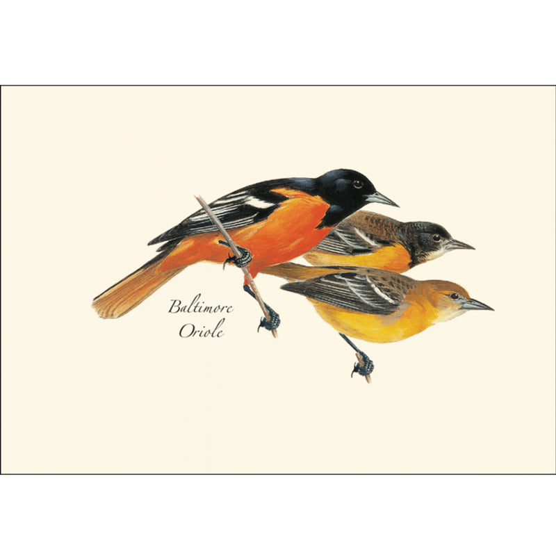 Baltimore Oriole Illustrated Notecards Set of 8