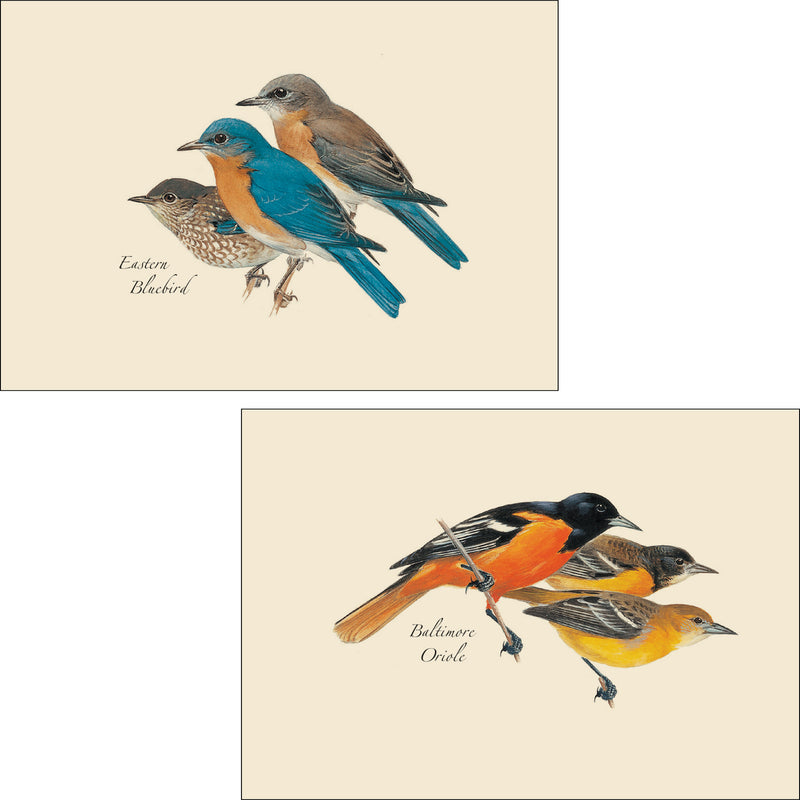 Bird Assortment Illustrated Notecards - Eastern Bluebird & Baltimore Oriole