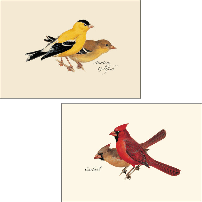 Bird Assortment Illustrated Notecards Set of 8 - Americna Goldfinch & Cardinal
