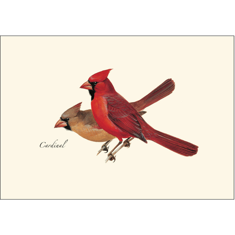 Cardinals Illustrated Notecards Closeup