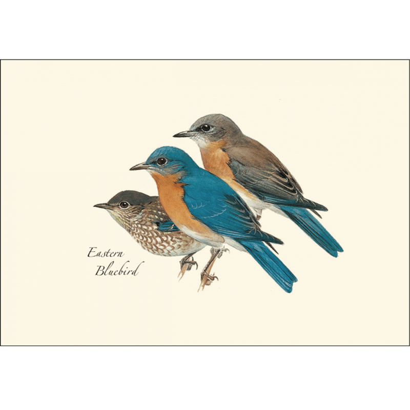 Eastern Bluebird Illustrated Notecards Set of 8