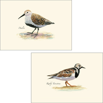 Shorebird Assortment Illustrated Notecards Set of 8 - Dunlin & Ruddy Turnstone