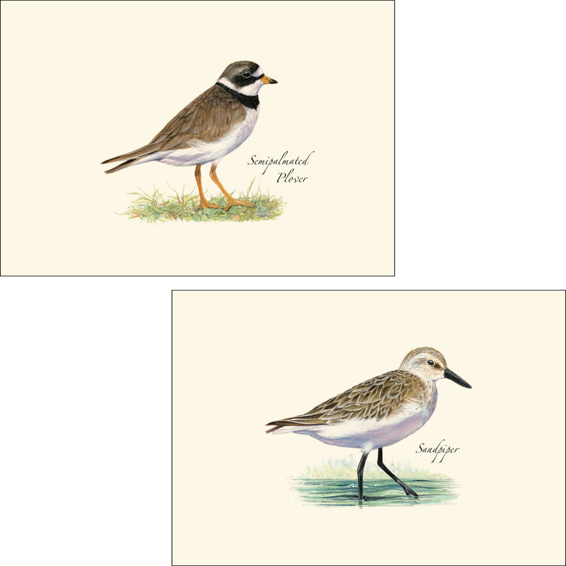 Shorebird Assortment Illustrated Notecards Set of 8 - Sandpiper & Semipalmated Plover